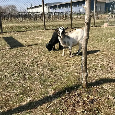 Tiare Dal Gorc Фермерский дом Gorgo (Udine)